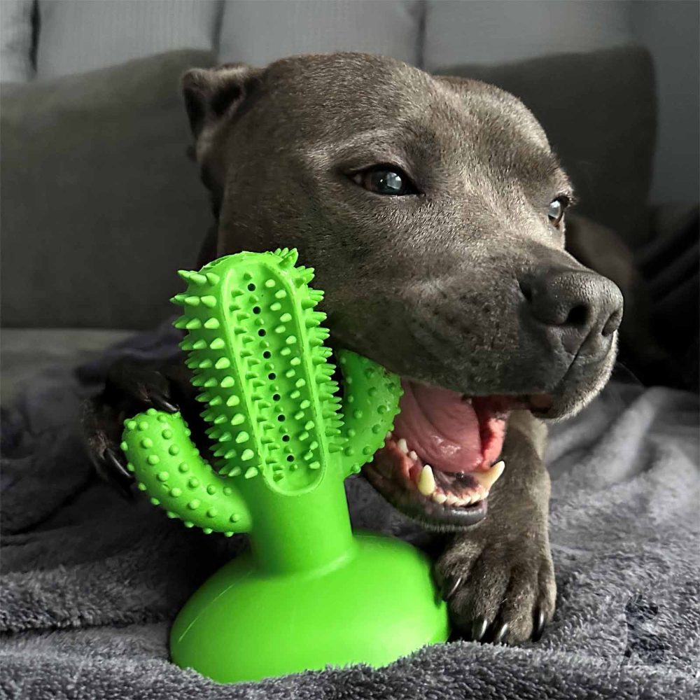 Ancol Jawables Cactus Toothbrush Dog Toy  |  Dog Toys Dog Health Dog Health