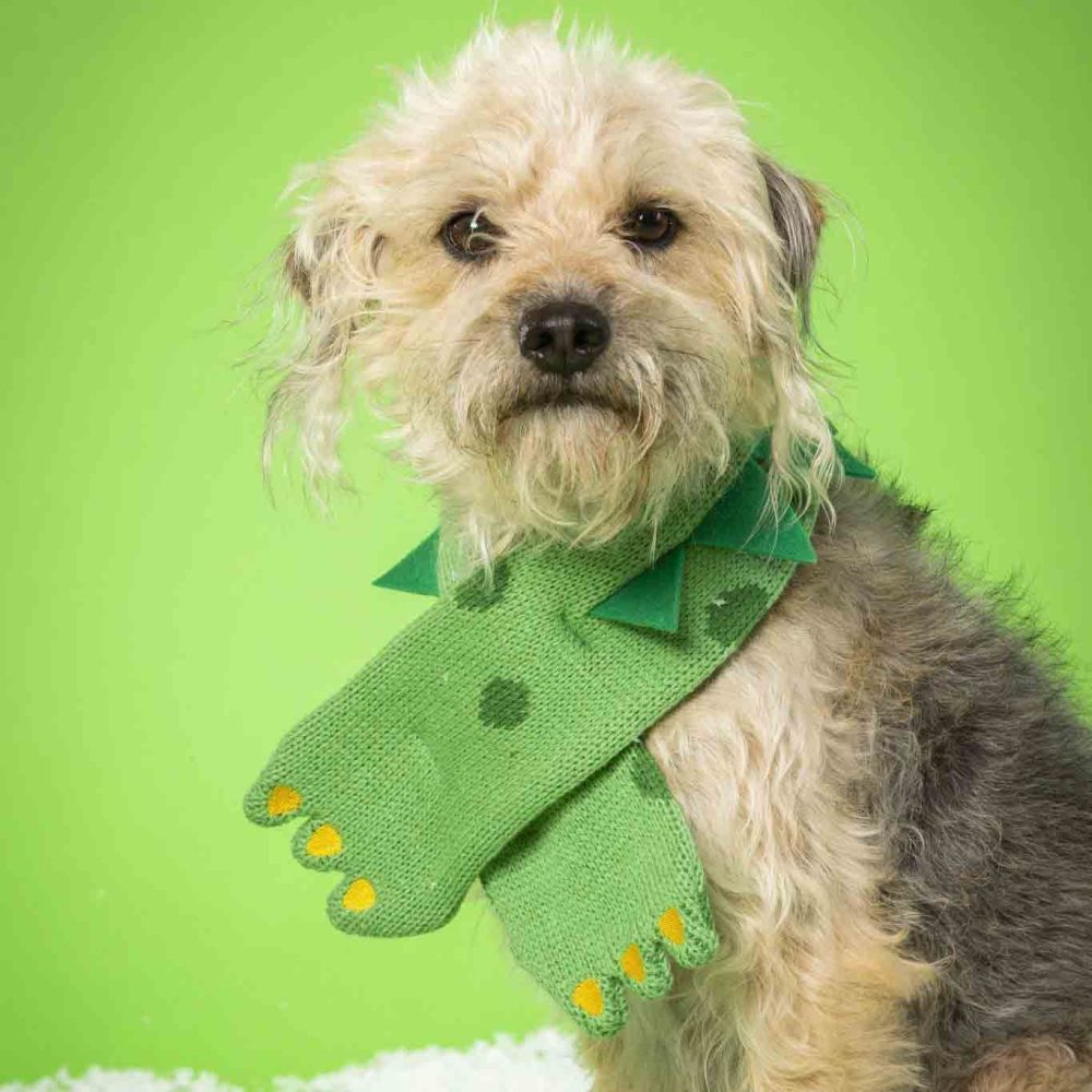 Dino Pet Scarf  |  Dog Coats Dog Coats Dog Coats